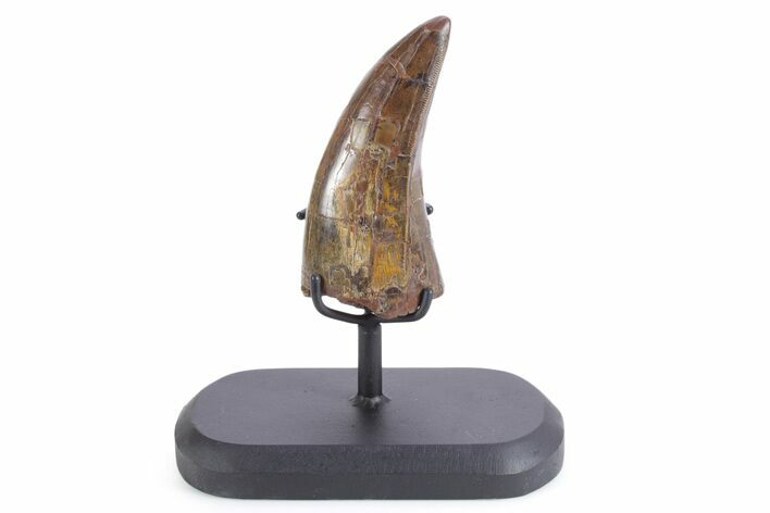 Beastly, Serrated Tyrannosaurus (T rex) Tooth - Montana #355472